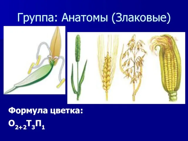 Группа: Анатомы (Злаковые) Формула цветка: О2+2Т3П1