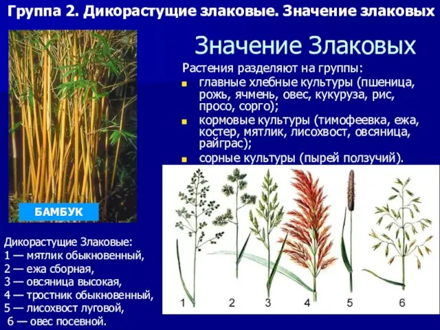 Значение Злаковых Растения разделяют на группы: главные хлебные культуры (пшеница, рожь,