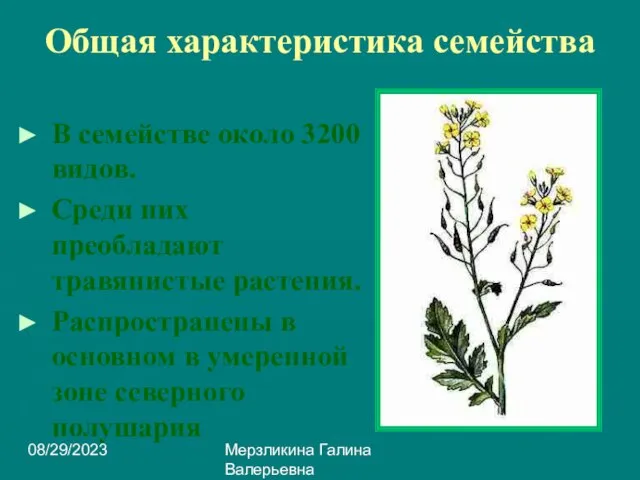 08/29/2023 Мерзликина Галина Валерьевна Общая характеристика семейства В семействе около 3200