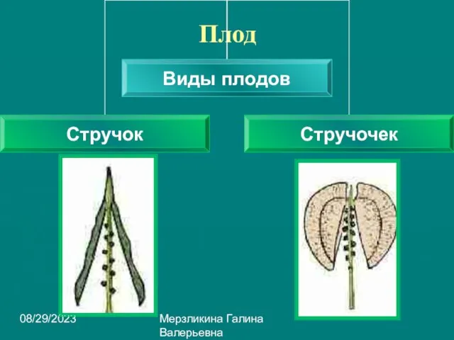 08/29/2023 Мерзликина Галина Валерьевна Плод