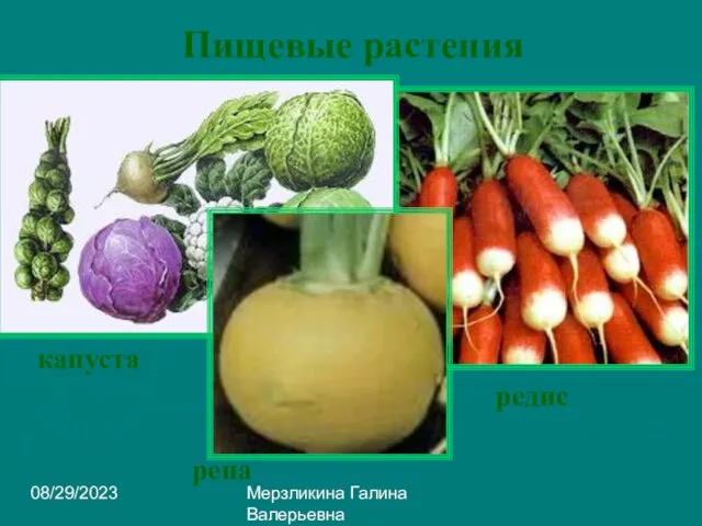 08/29/2023 Мерзликина Галина Валерьевна Пищевые растения редис капуста репа