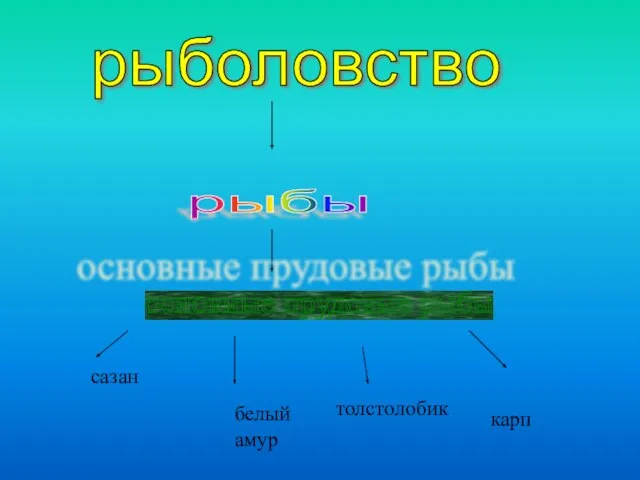 рыболовство рыбы основные прудовые рыбы сазан белый амур толстолобик карп