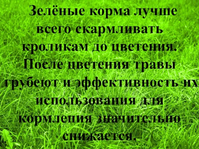 Зелёные корма лучше всего скармливать кроликам до цветения. После цветения травы