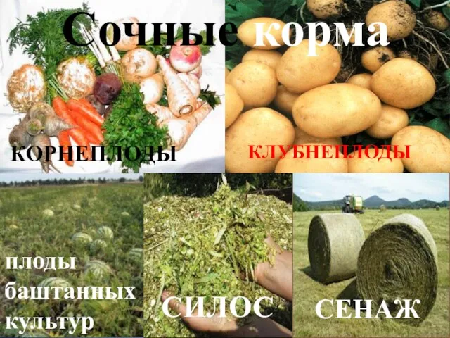 Сочные корма КОРНЕПЛОДЫ КЛУБНЕПЛОДЫ плоды баштанных культур СИЛОС СЕНАЖ