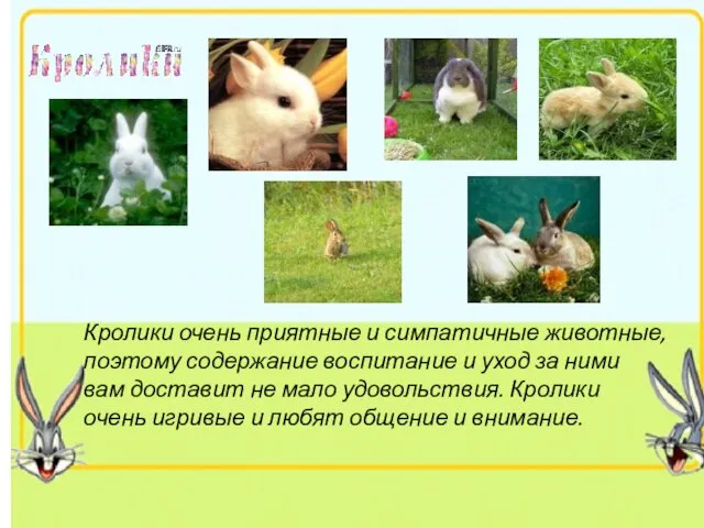Кролики очень приятные и симпатичные животные, поэтому содержание воспитание и уход
