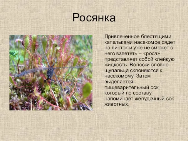 Росянка Привлеченное блестящими капельками насекомое сядет на листок и уже не