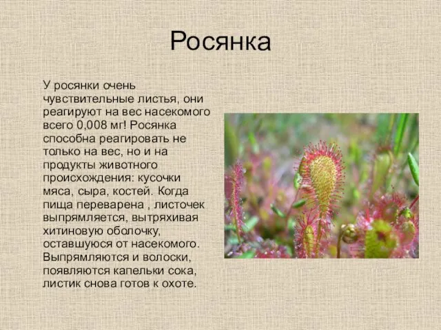 Росянка У росянки очень чувствительные листья, они реагируют на вес насекомого