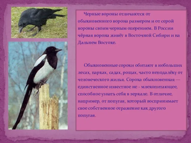 Черные вороны отличаются от обыкновенного ворона размером и от серой вороны