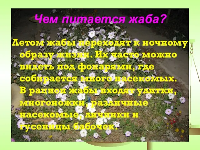 Чем питается жаба? Летом жабы переходят к ночному образу жизни. Их