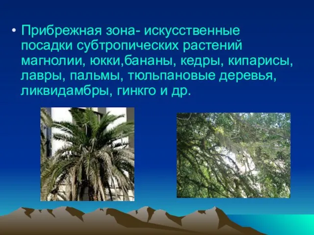 Прибрежная зона- искусственные посадки субтропических растений магнолии, юкки,бананы, кедры, кипарисы, лавры,