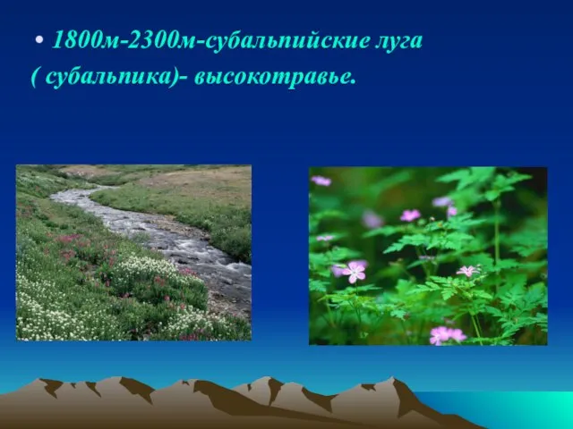 1800м-2300м-субальпийские луга ( субальпика)- высокотравье.