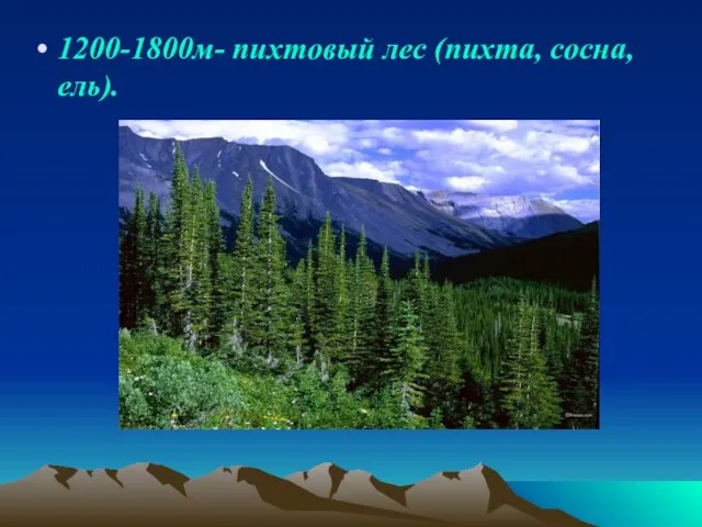 1200-1800м- пихтовый лес (пихта, сосна, ель).