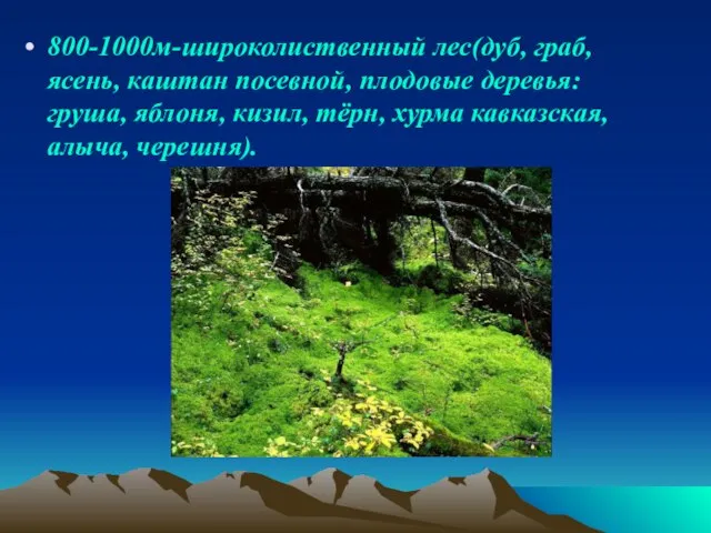 800-1000м-широколиственный лес(дуб, граб, ясень, каштан посевной, плодовые деревья: груша, яблоня, кизил, тёрн, хурма кавказская, алыча, черешня).