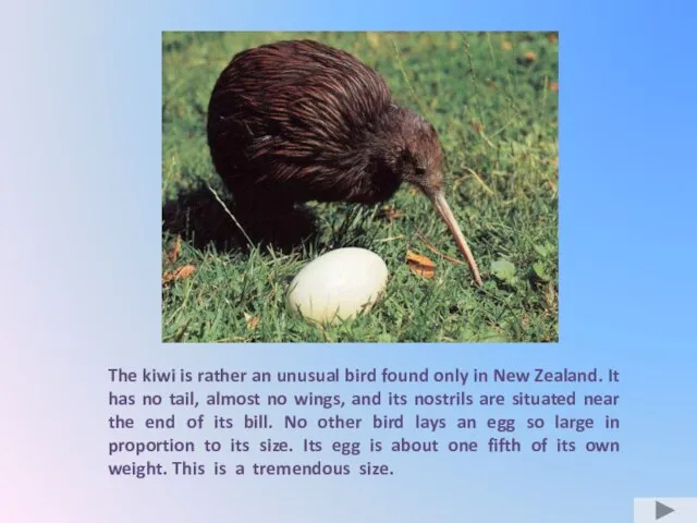 The kiwi is rather an unusual bird found only in New