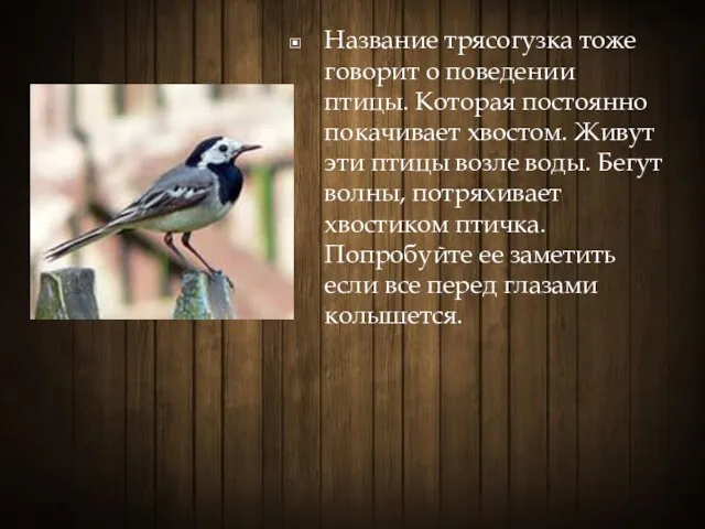 Название трясогузка тоже говорит о поведении птицы. Которая постоянно покачивает хвостом.