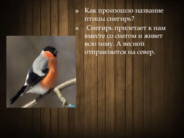 Как произошло название птицы снегирь? Снегирь прилетает к нам вместе со