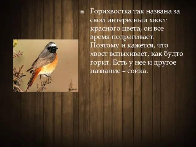 Горихвостка так названа за свой интересный хвост красного цвета, он все