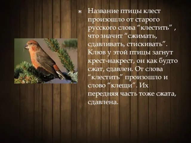 Название птицы клест произошло от старого русского слова “клестить” , что