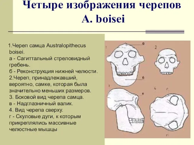 Четыре изображения черепов A. boisei 1.Череп самца Australopithecus boisei. а -