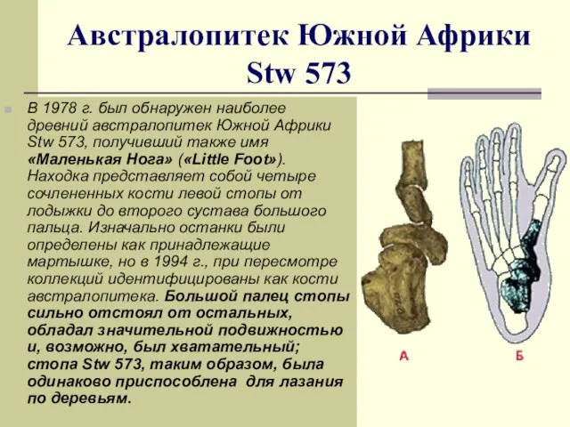 Австралопитек Южной Африки Stw 573 В 1978 г. был обнаружен наиболее