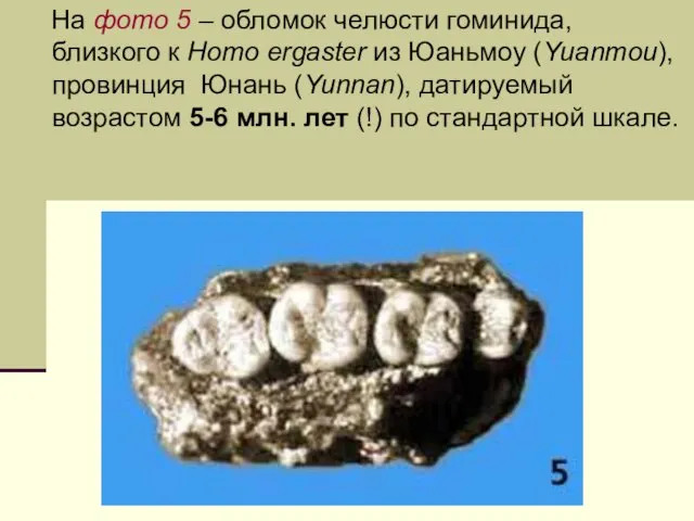 На фото 5 – обломок челюсти гоминида, близкого к Homo ergaster