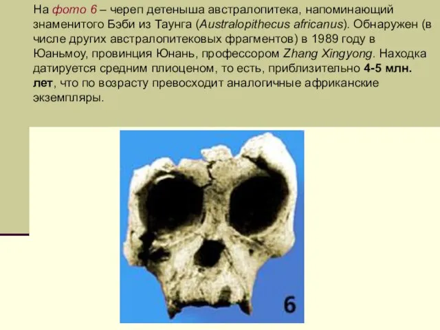 На фото 6 – череп детеныша австралопитека, напоминающий знаменитого Бэби из