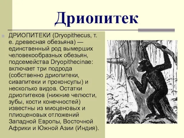 Дриопитек ДРИОПИТЕКИ (Dryopithecus, т. е. древесная обезьяна) — единственный род вымерших