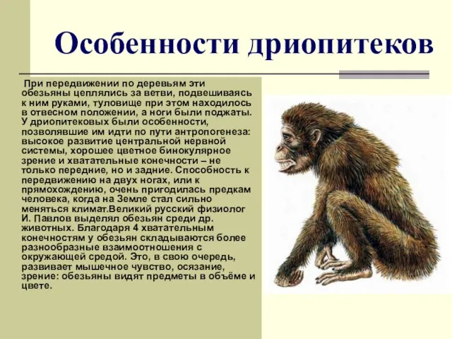 Особенности дриопитеков При передвижении по деревьям эти обезьяны цеплялись за ветви,