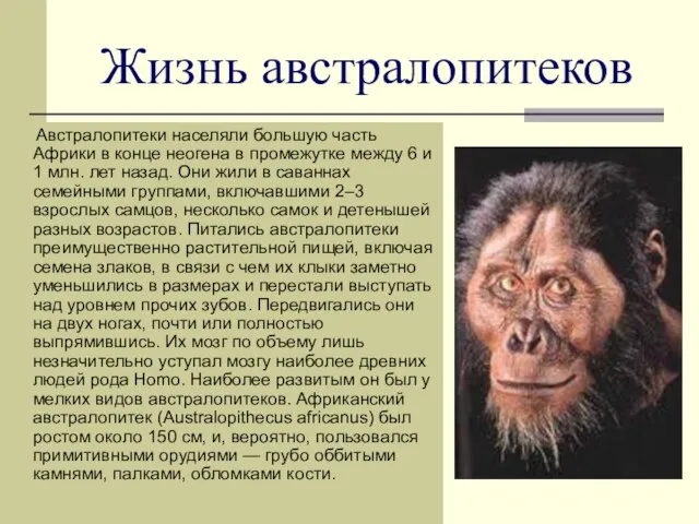 Жизнь австралопитеков Австралопитеки населяли большую часть Африки в конце неогена в