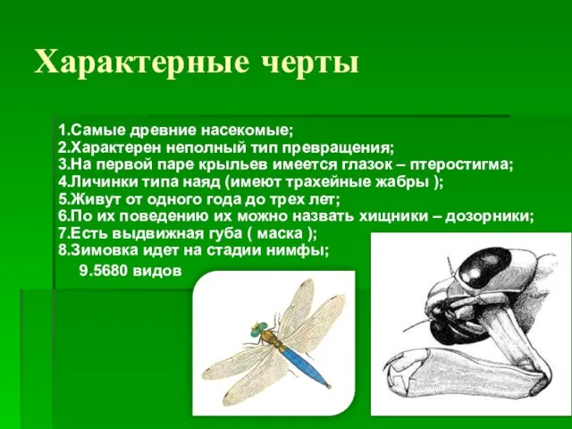 Характерные черты 1.Самые древние насекомые; 2.Характерен неполный тип превращения; 3.На первой