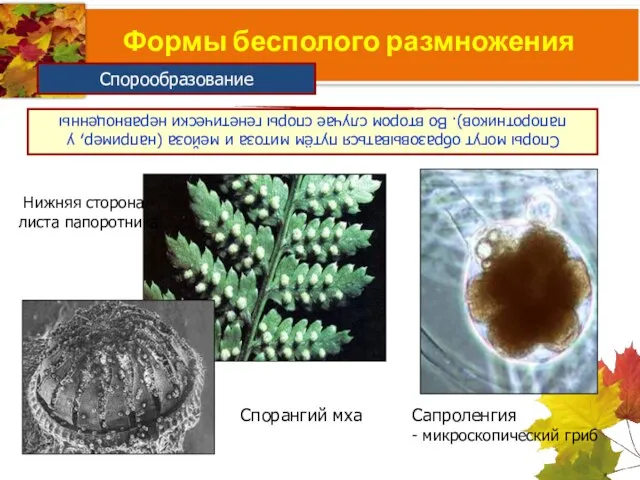 Формы бесполого размножения Споры могут образовываться путём митоза и мейоза (например,