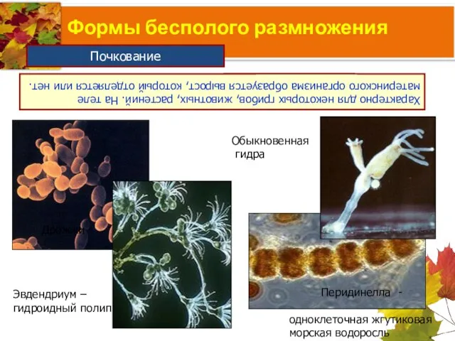 Формы бесполого размножения Почкование Характерно для некоторых грибов, животных, растений. На