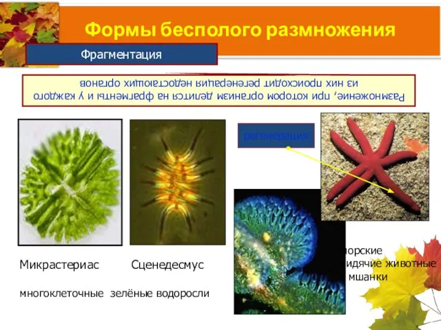 Формы бесполого размножения Размножение, при котором организм делится на фрагменты и