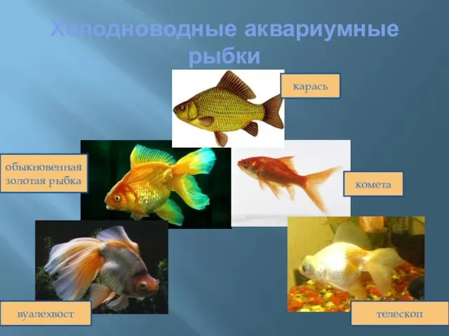 Холодноводные аквариумные рыбки карась комета обыкновенная золотая рыбка вуалехвост телескоп