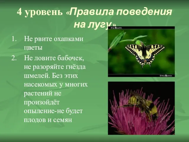 4 уровень «Правила поведения на лугу» 1. Не рвите охапками цветы