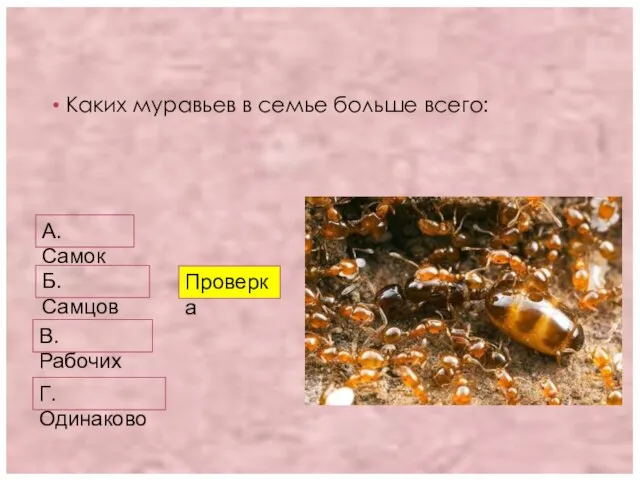 Каких муравьев в семье больше всего: А. Самок Б. Самцов В. Рабочих Проверка Г. Одинаково