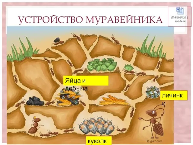 УСТРОЙСТВО МУРАВЕЙНИКА куколки личинки Яйца и добыча