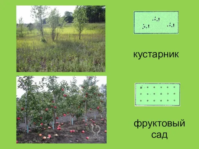 кустарник фруктовый сад