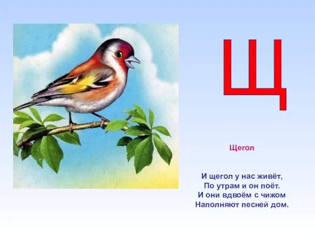 Щегол И щегол у нас живёт, По утрам и он поёт.