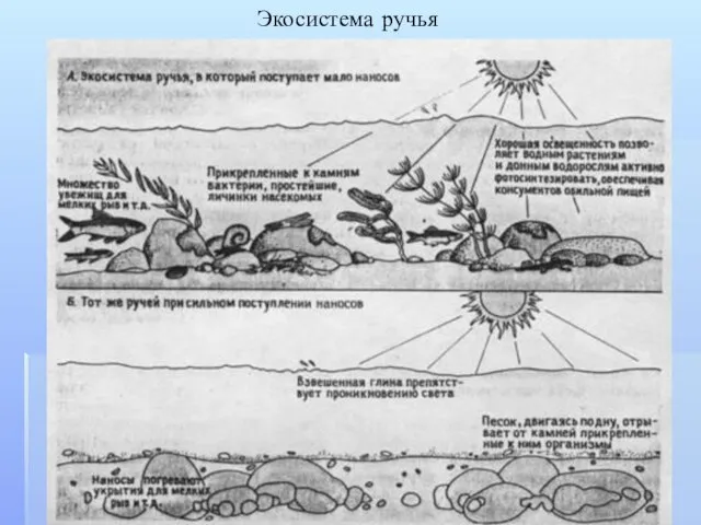 Экосистема ручья