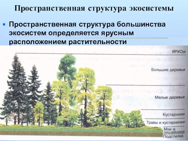 Пространственная структура экосистемы Пространственная структура большинства экосистем определяется ярусным расположением растительности