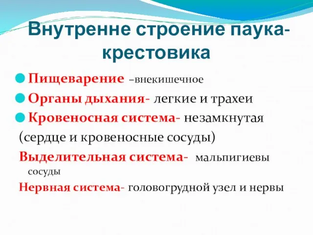 Внутренне строение паука-крестовика Пищеварение –внекишечное Органы дыхания- легкие и трахеи Кровеносная