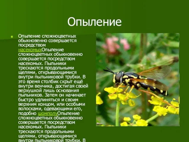 Опыление Опыление сложноцветных обыкновенно совершается посредством насекомыхОпыление сложноцветных обыкновенно совершается посредством