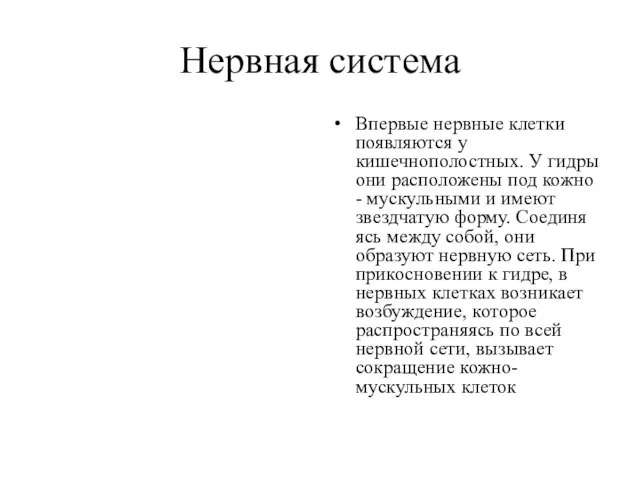 Нервная система Впервые нервные клетки появляются у кишечнополостных. У гидры они