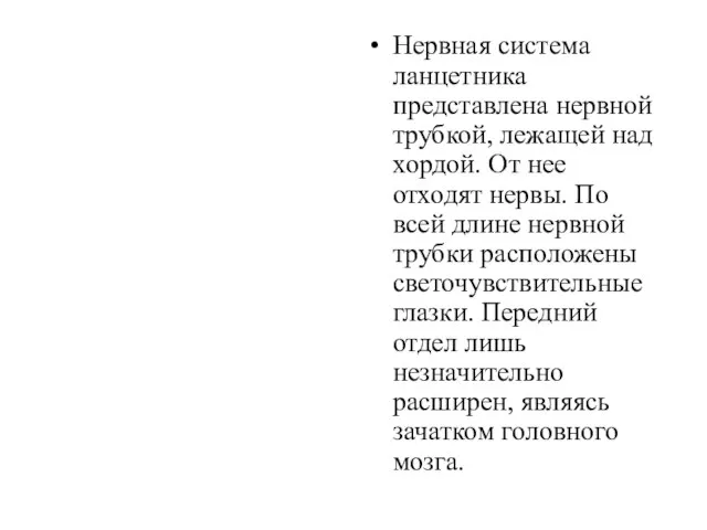 Нервная система ланцетника представлена нервной трубкой, лежащей над хордой. От нее