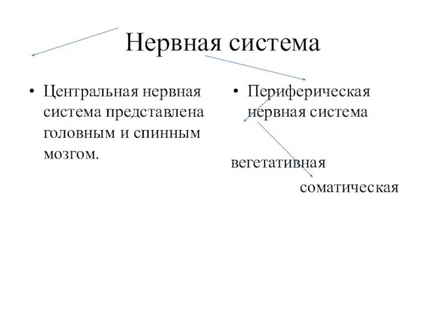 Нервная система Центральная нервная система представлена головным и спинным мозгом. Периферическая нервная система вегетативная соматическая