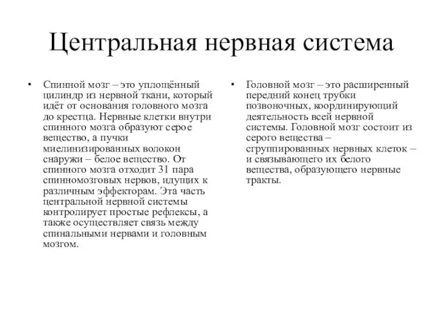 Центральная нервная система Спинной мозг – это уплощённый цилиндр из нервной