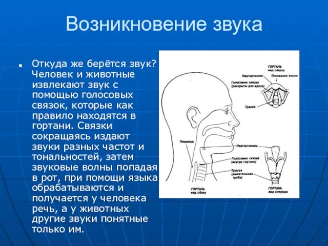 Возникновение звука Откуда же берётся звук? Человек и животные извлекают звук