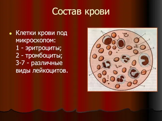 Состав крови Клетки крови под микроскопом: 1 - эритроциты; 2 -