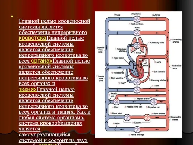 Главной целью кровеносной системы является обеспечение непрерывного кровотокаГлавной целью кровеносной системы